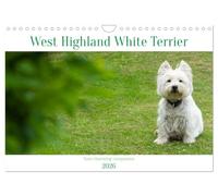 West Highland White Terrier - Your charming companion (Wall Calendar 2026 DIN A4 landscape), CALVENDO 12 Month Wall Calendar: Beautiful shots of the ... the year with this monthly calendar.