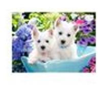 Westie Puppies, Puzzle 200 Teile - Castorland multicolore G