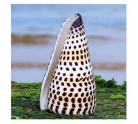 WEYIMVTO Coquillages. Accessoires de décoration for la Maison, Mariage, fête, 6 à 11 cm(8~9cm)