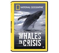Whales in Crisis