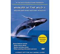 Whales in the Wild 2-New England Whale Watching Hi [DVD] [Import]