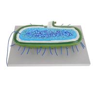 WHAMVOX Modèle Pédagogique Cellulaire Réaliste 3D pour Biologie, Modèle D'anatomie Microstructurale Bactérienne Chromosome et Flagelle, Outil d'apprentissage Scientifique pour Laboratoire