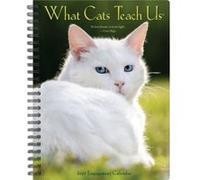 What Cats Teach Us 2023 Engagement Calendar by Willow Creek Press Willow Creek Press (Auteur)