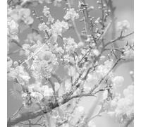 When the Rain Stopped Following Me