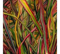 Where Wildness Grows