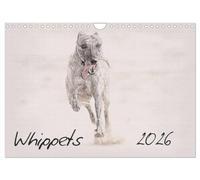 Whippets 2026 (Wall Calendar 2026 DIN A4 landscape), CALVENDO 12 Month Wall Calendar: This high-class wall-calendar presents impressive images of the Whippets in all its beauty.