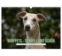 WHIPPETS - SCHNELL UND SCHÖN (Wandkalender 2026 DIN A3 quer), CALVENDO Monatskalender: Heute Sprinter morgen Couch Potatoe