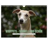 WHIPPETS - SCHNELL UND SCHÖN (Wandkalender 2026 DIN A4 quer), CALVENDO Monatskalender: Heute Sprinter morgen Couch Potatoe