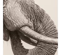World Éléphant Day – Album vinyle 12" – Z-Products