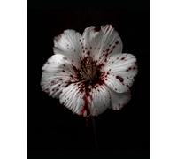 White Flowers