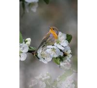 White Hawthorn and the Bird Notebook: 6 x 9 inches with 120 pages