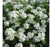 White Seeds Forget Me Not (Myosotis Alpestris) Easy to Cultivate from Flower Seeds. (50): Only Seeds