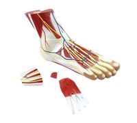 Whoasyst Modèle précis d'anatomie du pied avec muscles vaisseaux sanguins S os PVC pour entraînement médical Modèle nerveux du pied pour l'éducation