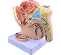 WHOOLEFUN Pelvis Masculin avec Modèle De Prostate, Section Sagittale Médiane du Système Génito-urinaire De Taille 1/2, Modèle D'anatomie du Système Reproducteur Masculin, pour Étude Médicale