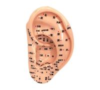 Whtkoph Modèle D'Oreille Anatomique Modèle D'Acupoints Auriculaires Simulation Oreille Dispositif En PVC Utilisé pour L'Apprentissage Scolaire Pra, 13cm