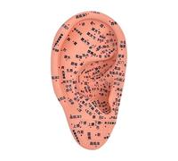 Whtkoph Modèle D'Oreille Anatomique Modèle D'Acupoints Auriculaires Simulation Oreille Dispositif En PVC Utilisé pour L'Apprentissage Scolaire Pra, 16cm