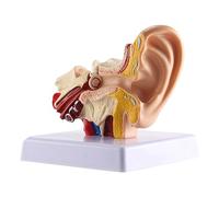 Widybord Modèle d'anatomie de l'oreille humaine 1,5X - Modèle professionnel de simulation de structure d'oreille interne pour l'éducation