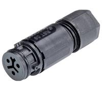 Wieland Electric 41.031.3053.1 Connecteur