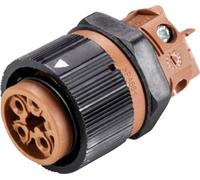 Wieland 46.051.5050.4 Cosse cylindrique mâle embase femelle Nombre total de pôles: 5 Série (connecte