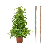 Wigearss 2 Pièces Tuteur Plante Intérieur 100cm, Support Grimpant en Coco Pliable, Poteau de Croissance pour Jardin Domestique, Plante Monstera