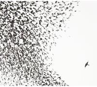 Wilco – Sky Blue Sky – CD+DVD – Édition Deluxe
