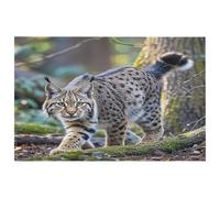 Wild Bobcat - Petit tapis lavable avec envers en caoutchouc antidérapant pour cuisine, chambre à coucher, salle de bain, décoration de sol