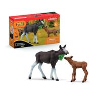 Wild Life Élan Femelle Avec Veau