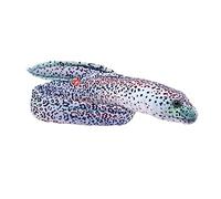 Wild Republic Living Ocean Moray Anguille poivrée, animal en peluche, 137 cm, jouet en peluche, remplissage avec bouteilles d'eau recyclées filées