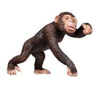 Wild Safari Chimpanzee