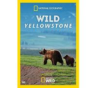 Wild Yellowstone