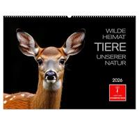 Wilde Heimat - Tiere unserer Natur (Wandkalender 2026 DIN A2 quer), CALVENDO Monatskalender: Die geheimnisvolle Welt der Waldtiere kunstvoll festgehalten.