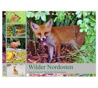 Wilder Nordosten - Aug in Aug mit Tieren der Ostseeregion (Tischkalender 2026 DIN A5 quer), CALVENDO Monatskalender: Tiere und Vögel an der Ostseeküste