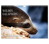 Wildes Galapagos - Die Tiere der Galapagos Inseln (Wandkalender 2026 DIN A4 quer), CALVENDO Monatskalender: Tauche ein in eine Welt voller Wunder und ... Galapagos Inseln ihr Zuhause nennen.