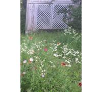 Wildflower Journal: A Notebook for Finding Beauty in Simple Moments