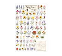 Wildflowers of Texas Poster sans cadre 61 x 91,4 cm Tableau d'identification des fleurs sauvages indigènes du Texas Bluebonnet Pinceau indien Primevère Marguerite Décoration murale botanique pour