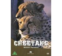 Wildlife Paradise - Wildlife Paradise - Cheetahs [Import anglais]