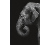 Wildlife - Poster - Eléphant + 1 paquet de tesa Powerstrips® - Contenu 20 pièces