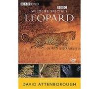 Wildlife Special - Leopard G