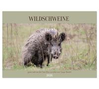 Wildschweine ganz nah an der Sau (Sus scrofa) von Tanja Riedel (Wandkalender 2026 DIN A2 quer), CALVENDO Monatskalender: Echte Wildschwein Momente - nah dran, eindrucksvoll und unverstellt