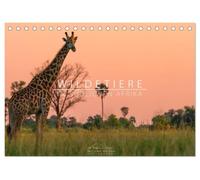 Wildtiere im südlichen Afrika (Tischkalender 2027 DIN A5 quer), CALVENDO Monatskalender: Auf Safari in Botswana und Namibia