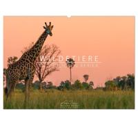 Wildtiere im südlichen Afrika (Wandkalender 2027 DIN A2 quer), CALVENDO Monatskalender: Auf Safari in Botswana und Namibia