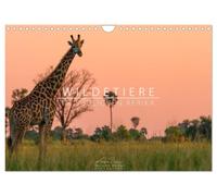 Wildtiere im südlichen Afrika (Wandkalender 2027 DIN A4 quer), CALVENDO Monatskalender: Auf Safari in Botswana und Namibia