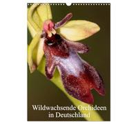Wildwachsende Orchideen in Deutschland (Wandkalender 2026 DIN A3 hoch), CALVENDO Monatskalender: Einheimische Orchideen werden in meinem Kalender vorgestellt