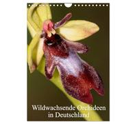 Wildwachsende Orchideen in Deutschland (Wandkalender 2026 DIN A4 hoch), CALVENDO Monatskalender: Einheimische Orchideen werden in meinem Kalender vorgestellt