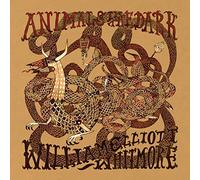 mayddle – Animals in The Dark
