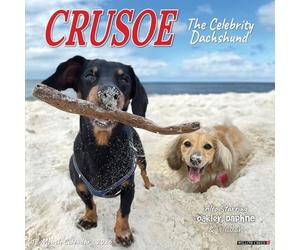 Willow Creek Press Crusoe the Celebrity Teckel Calendrier mural 2026 - Calendrier de 18 mois avec photographie de teckel en couleur, aventures et vacances (30,5 x 30,5 cm)