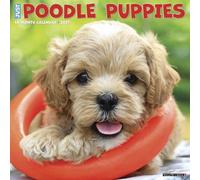 Willow Creek Press, Just Poodle Puppies Calendrier mural 2027