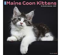 Willow Creek Press, Maine Coon Calendrier mural 2027 Motif chatons
