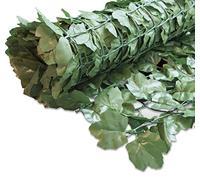 Windhager Haie Brise-Vue en érable - Protection Contre Le Vent - pour Balcon, terrasse, clôture - Vert - 100 x 300 cm