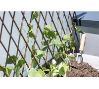 Windhager Treillis de Saule - 1 pcs